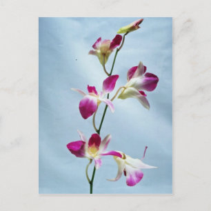 Singapore orchidebloemen briefkaart