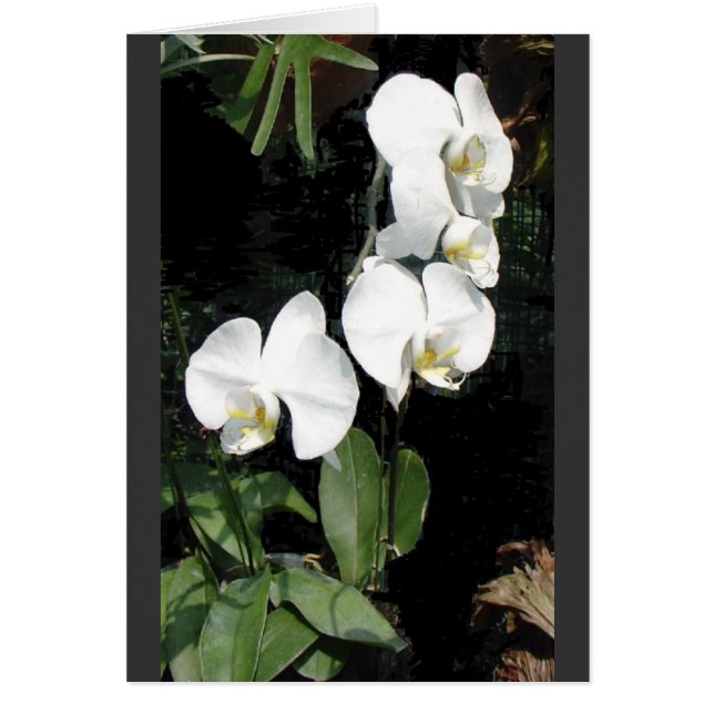 Singapore orchidee 4 (Voorkant)