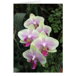 Singapore orchidee fotokaart