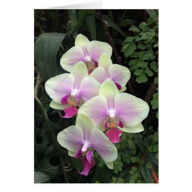 Singapore orchidee fotokaart (Voorkant)