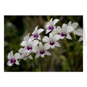 Singapore (Sanskriet voor Lion City). Nationaal 2