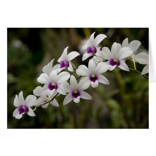 Singapore (Sanskriet voor Lion City). Nationaal 2 (Voorkant Horizontaal)