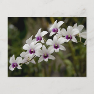 Singapore (Sanskriet voor Lion City). Nationaal 2 Briefkaart