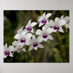 Singapore (Sanskriet voor Lion City). Nationaal 2 Poster