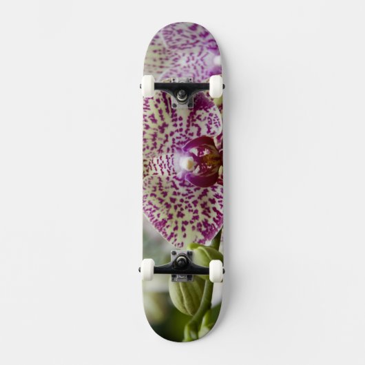Singapore (Sanskriet voor Lion City). Nationaal Skateboard (Voorkant)