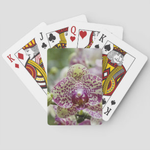 Singapore (Sanskriet voor Lion City). Nationaal Speelkaarten