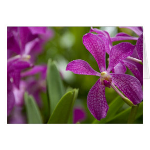 Singapore Sanskrit voor Lion City). Nationaal