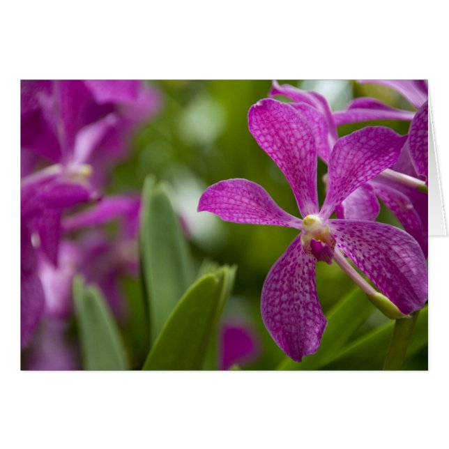 Singapore Sanskrit voor Lion City). Nationaal (Voorkant Horizontaal)