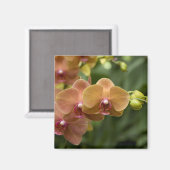 Singapore Sanskrit voor Lion City). Nationaal 2 Magneet (Voorkant / Achterkant)