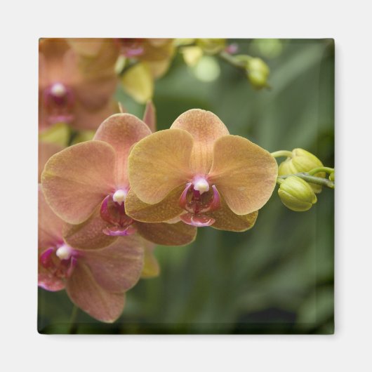 Singapore Sanskrit voor Lion City). Nationaal 2 Magneet (Voorkant)