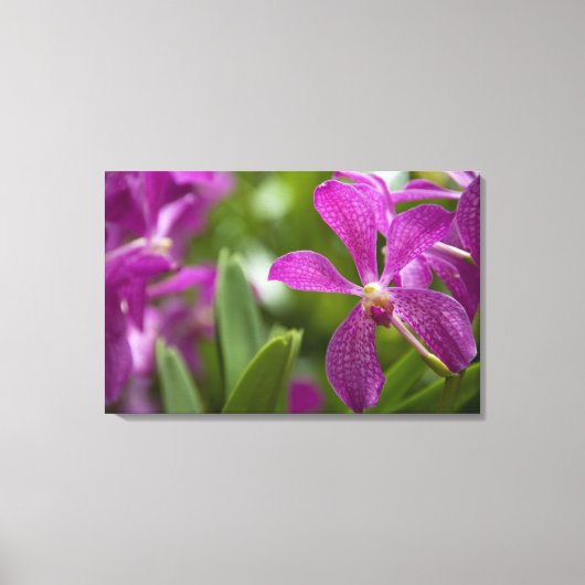 Singapore Sanskrit voor Lion City). Nationaal Canvas Afdruk (Voorkant)