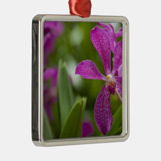 Singapore Sanskrit voor Lion City). Nationaal Metalen Ornament (Rechts)