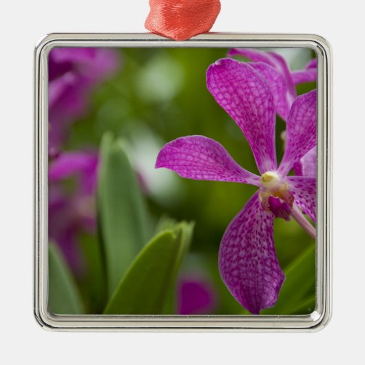 Singapore Sanskrit voor Lion City). Nationaal Metalen Ornament (Voorkant)