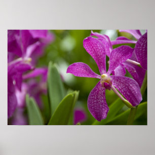 Singapore Sanskrit voor Lion City). Nationaal Poster