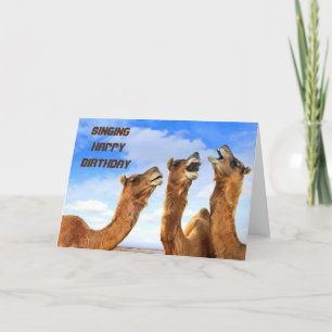 SINGCAMELS ZITTEN **VERHAAL ZETDAG** KAART