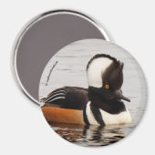 Singer in the Making: Gedekte Mergansers Magneet (Voorkant / Achterkant)