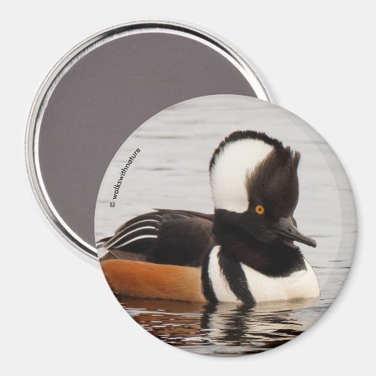 Singer in the Making: Gedekte Mergansers Magneet (Voorkant / Achterkant)