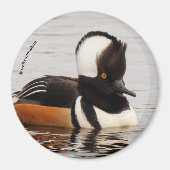 Singer in the Making: Gedekte Mergansers Magneet (Voorkant)