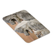 Singhat Wat Thammikarat 2 Magneet (Rechterzijde)