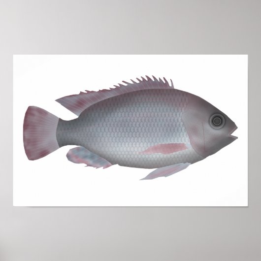 Singida Tilapia Poster (Voorkant)