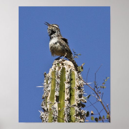 Singing Cactus Wren Poster (Voorkant)