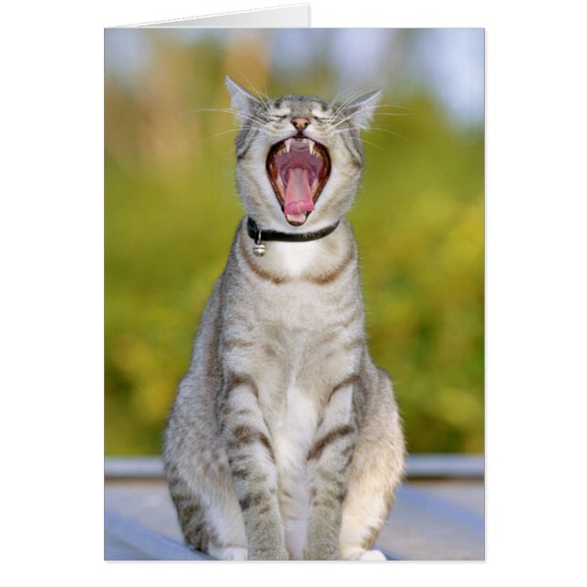Singing Cat (Voorkant)