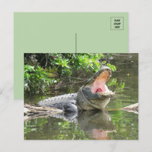 Singing Florida Alligator w ID Box Briefkaart
