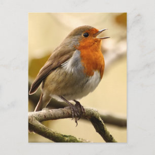 Singing Robin Briefkaart