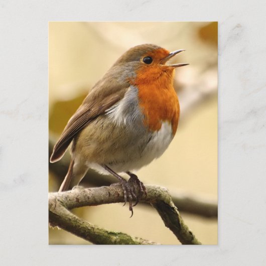 Singing Robin Briefkaart (Voorkant)