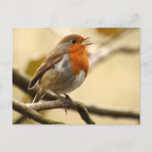 Singing Robin Briefkaart (Voorkant)