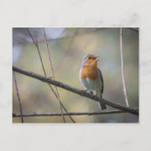 Singing Robin Photo Briefkaart (Voorkant)