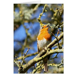 Singing Robin, Stourhead