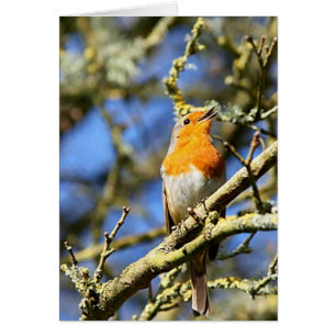 Singing Robin, Stourhead