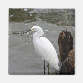 Singing Snowy Egret Magneet