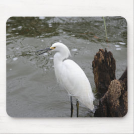 Singing Snowy Egret Muismat