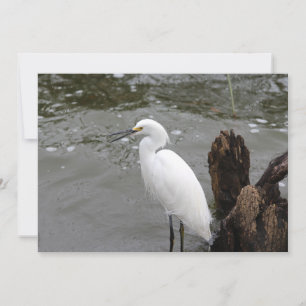 Singing Snowy Egret Notitiekaartje