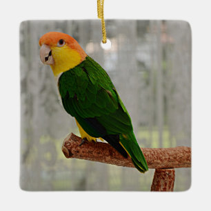 Singing White Bellied Caique Parrot Keramisch Ornament