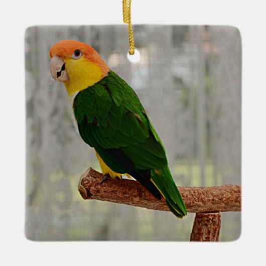 Singing White Bellied Caique Parrot Keramisch Ornament (Voorkant)