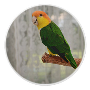 Singing White Bellied Caique Parrot Keramische Knop