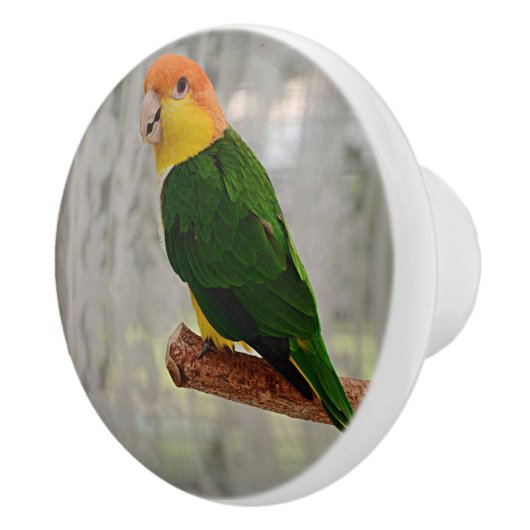 Singing White Bellied Caique Parrot Keramische Knop (Rechts)