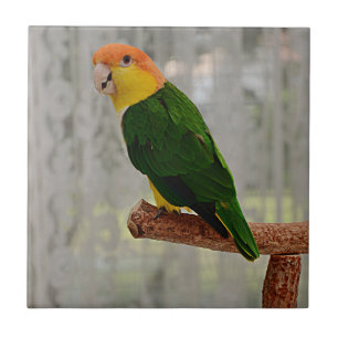 Singing White Bellied Caique Parrot Tegeltje