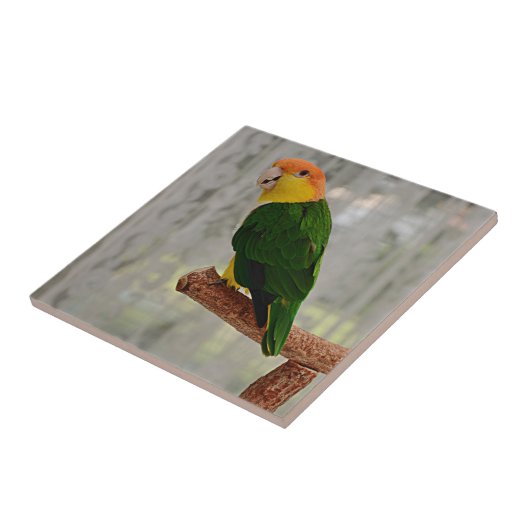Singing White Bellied Caique Parrot Tegeltje (Zijkant)