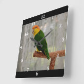 Singing White Bellied Caique Parrot Vierkante Klok (Hoek)