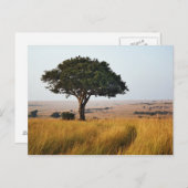 Single acacia tree on grassy plains, Masai Mara Briefkaart (Voorkant / Achterkant)
