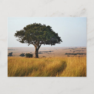 Single acacia tree on grassy plains, Masai Mara Briefkaart