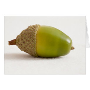 Single Acorn met Bovenkant