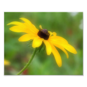 Single Black Eyed Susan Daisy Flower 8x10 Foto Afdruk