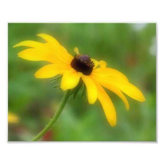 Single Black Eyed Susan Daisy Flower 8x10 Foto Afdruk (Voorkant)