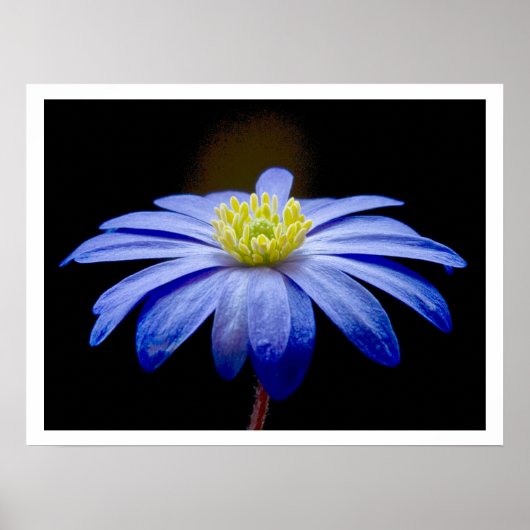Single Blue Flower tegen zwart Poster (Voorkant)