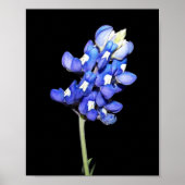 Single Bluebonnet op zwarte achtergrond Poster (Voorkant)